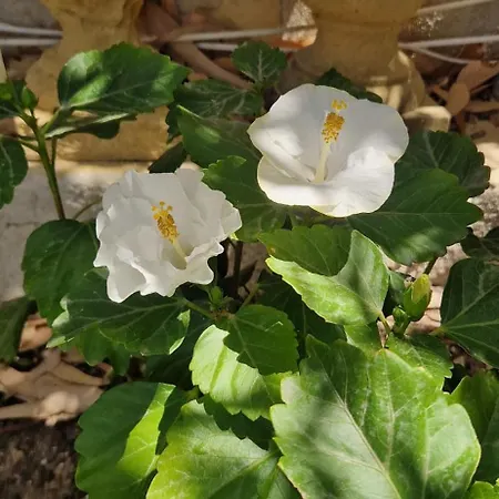 Xemxija Daire Xlendi