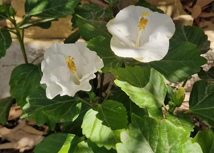 Xemxija Lägenhet Xlendi